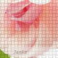 Denise  Jenks - Woven Rose - Photography