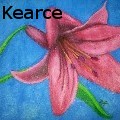 Tara Kearce - Pink Lily - Drawings