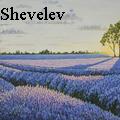 Vitaliy Shevelev - Lavender field with a tree, sunset in Provence - Oil Painting