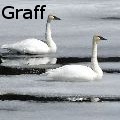 Walter Graff - A Perfect Pair - Photography