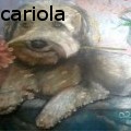antonio antoniocariola cariola - cane in posa   - Oil Painting