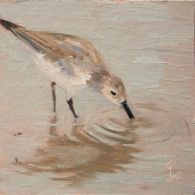Sandpiper