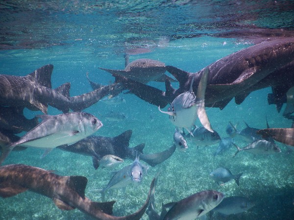 Tropical Reef